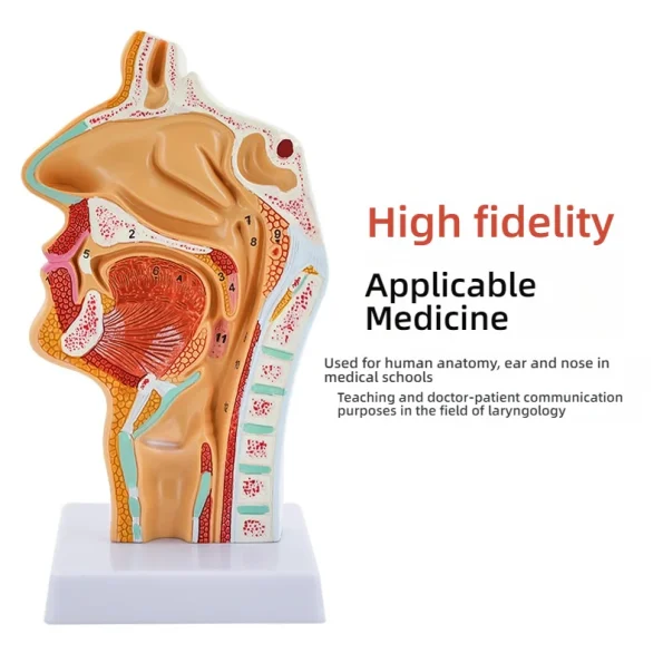 Medical ENT Training Manikin Sagittal Section of Nose Mouth Nasal Anatomy Model for Nasopharynx Oropharynx Structures