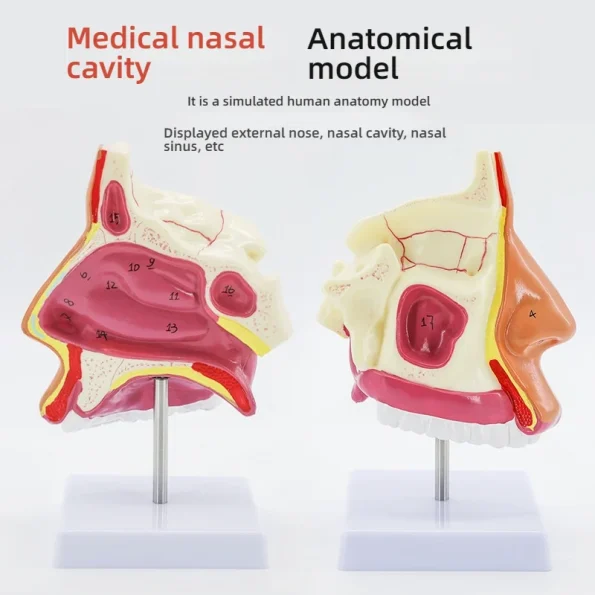Medical ENT Training Manikin Sagittal Section of Nose Mouth Nasal Anatomy Model for Nasopharynx Oropharynx Structures