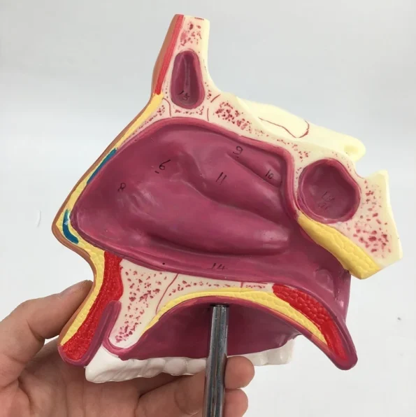 Medical ENT Training Manikin Sagittal Section of Nose Mouth Nasal Anatomy Model for Nasopharynx Oropharynx Structures