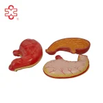 Medical Plastic Stomach Model