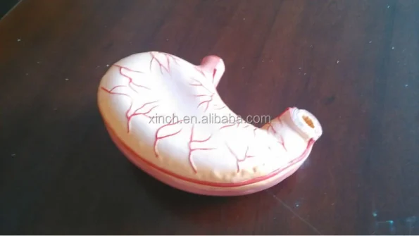Medical Plastic Stomach Model