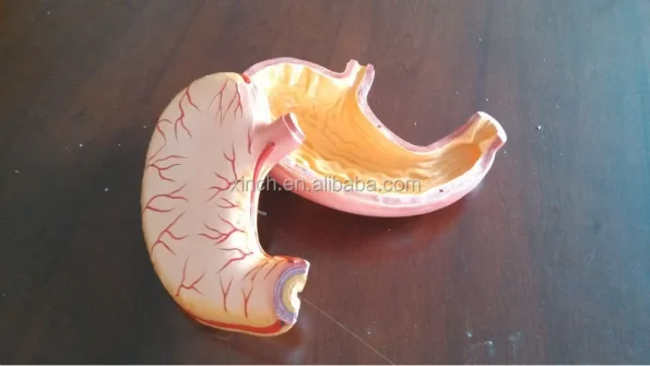 Medical Plastic Stomach Model