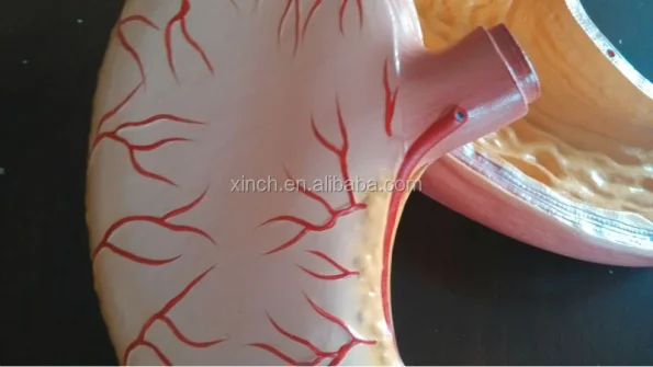 Medical Plastic Stomach Model