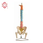 Medical Science Didactic Vertebral Column with Pelvis and Femur Heads Skeleton Model XC-126C