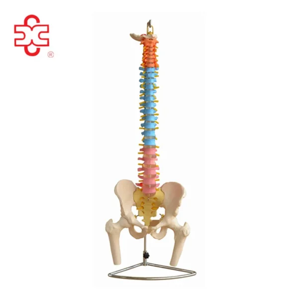 Medical Science Didactic Vertebral Column with Pelvis and Femur Heads Skeleton Model XC-126C