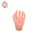 Medical Science Hand Skeleton Model XC-511 Illustrating Organs on the Points