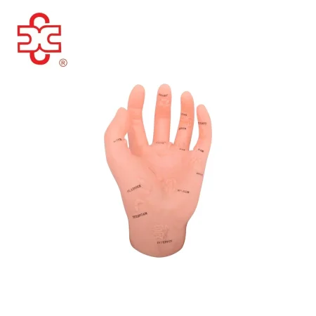 Medical Science Hand Skeleton Model XC-511 Illustrating Organs on the Points