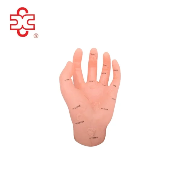 Medical Science Hand Skeleton Model XC-511 Illustrating Organs on the Points