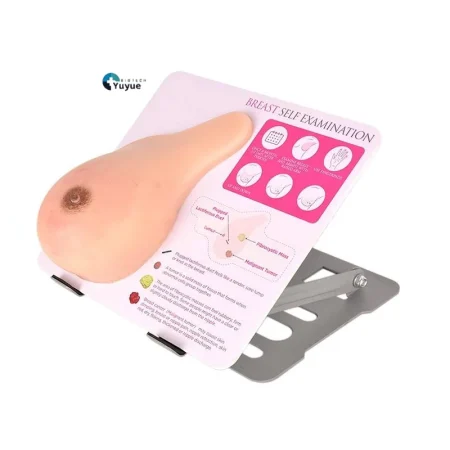Medical Teaching Model: Breast Model with Stand for Benign Tumor & Hyperplasia Practice