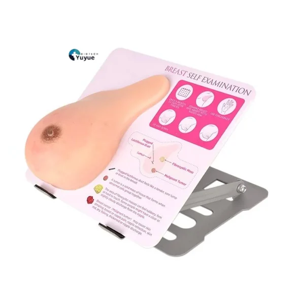 Medical Teaching Model: Breast Model with Stand for Benign Tumor & Hyperplasia Practice