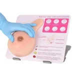 Medical Teaching Model: Breast Model with Stand for Benign Tumor & Hyperplasia Practice