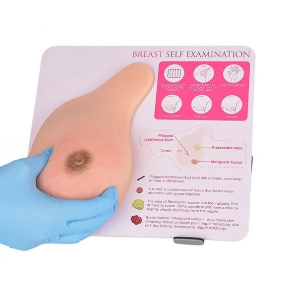 Medical Teaching Model: Breast Model with Stand for Benign Tumor & Hyperplasia Practice