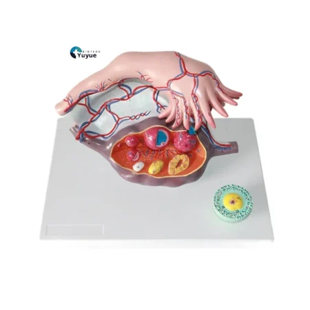 Medical Teaching Model Human Ovary Magnified Model for Gynecology & Anatomy Education