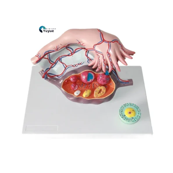 Medical Teaching Model Human Ovary Magnified Model for Gynecology & Anatomy Education