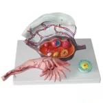 Medical Teaching Model Human Ovary Magnified Model for Gynecology & Anatomy Education
