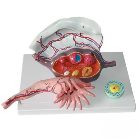 Medical Teaching Model Human Ovary Magnified Model for Gynecology & Anatomy Education
