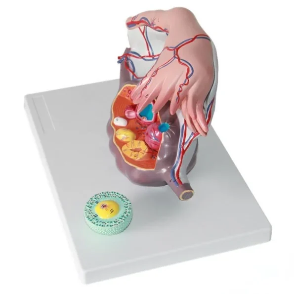 Medical Teaching Model Human Ovary Magnified Model for Gynecology & Anatomy Education