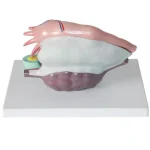 Medical Teaching Model Human Ovary Magnified Model for Gynecology & Anatomy Education