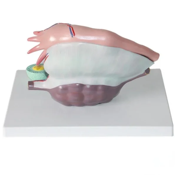 Medical Teaching Model Human Ovary Magnified Model for Gynecology & Anatomy Education