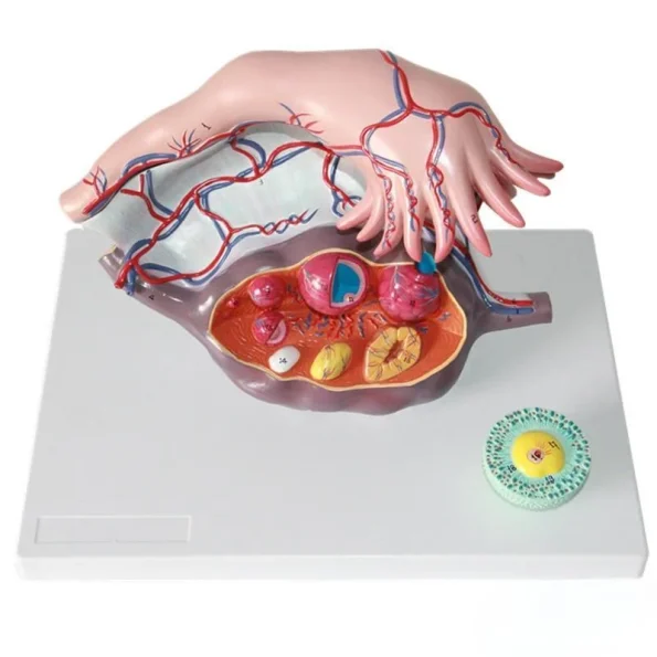 Medical Teaching Model Human Ovary Magnified Model for Gynecology & Anatomy Education