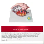 Medical Teaching Model Human Ovary Magnified Model for Gynecology & Anatomy Education