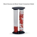 Medical Training Manikin Vascular Blood Sugar Comparison Model Visualize Blood Flow & Glucose Impact