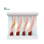 Medical Training Model Blood Lipid Education Anatomical Model PVC Manikin for Medical Science Training for Medical School Use