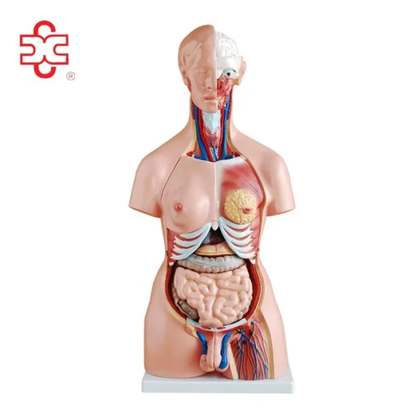 Model 204 PVC Medical Science Lab Kit Human Body Parts for Kids