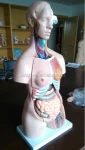 Model 204 PVC Medical Science Lab Kit Human Body Parts for Kids