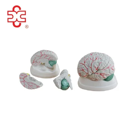 New Style Xincheng PVC Anatomical Brain Model for Medical Science