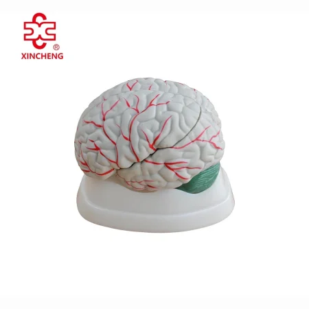 New Style Xincheng PVC Anatomical Brain Model for Medical Science