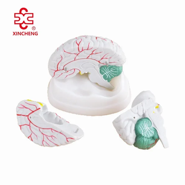 New Style Xincheng PVC Anatomical Brain Model for Medical Science