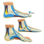 Normal Flat Arched Foot Muscle Anatomy Model with Joint Skeletal Structure for Medical Science