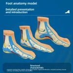 Normal Flat Arched Foot Muscle Anatomy Model with Joint Skeletal Structure for Medical Science