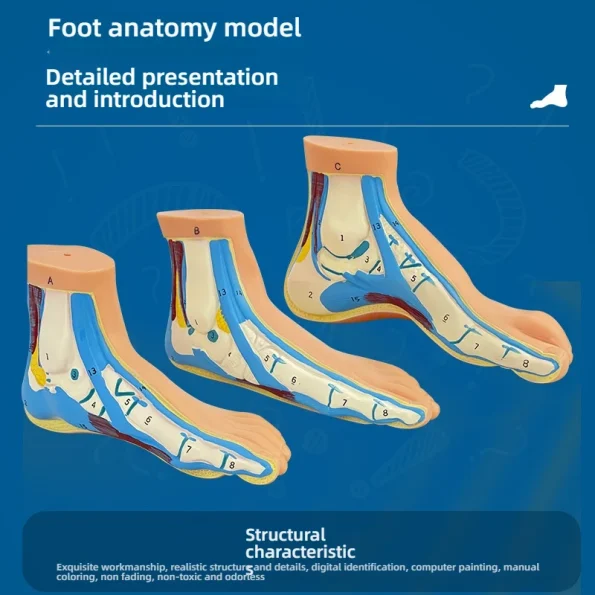 Normal Flat Arched Foot Muscle Anatomy Model with Joint Skeletal Structure for Medical Science