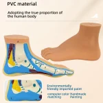 Normal Flat Arched Foot Muscle Anatomy Model with Joint Skeletal Structure for Medical Science