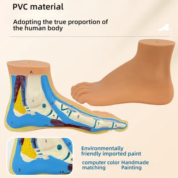 Normal Flat Arched Foot Muscle Anatomy Model with Joint Skeletal Structure for Medical Science