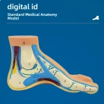 Normal Flat Arched Foot Muscle Anatomy Model with Joint Skeletal Structure for Medical Science