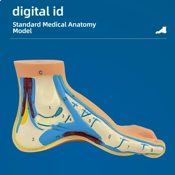 Normal Flat Arched Foot Muscle Anatomy Model with Joint Skeletal Structure for Medical Science