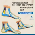 Normal Flat Arched Foot Muscle Anatomy Model with Joint Skeletal Structure for Medical Science