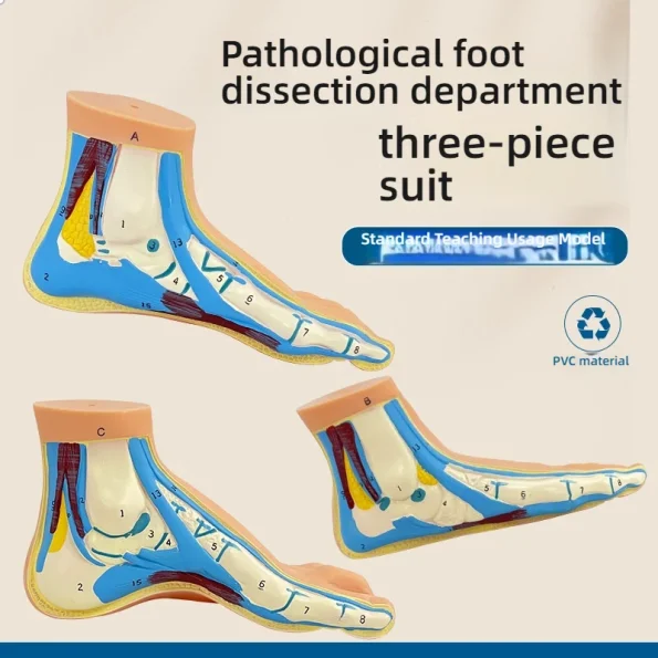 Normal Flat Arched Foot Muscle Anatomy Model with Joint Skeletal Structure for Medical Science