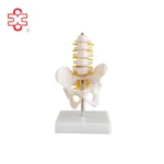 Pelvis Model with 5pcs Lumbar Vertebrae (Half Size & Life Size) PVC Medical Science Skeleton Model