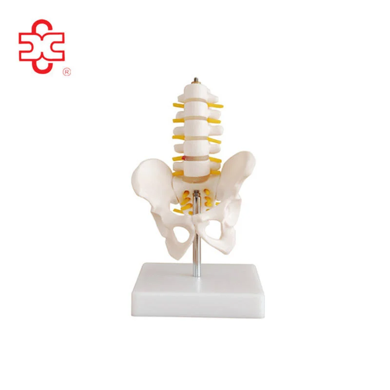 Pelvis Model with 5pcs Lumbar Vertebrae (Half Size & Life Size) PVC Medical Science Skeleton Model