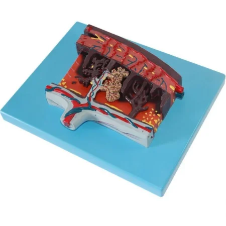 Placenta Tissue Anatomy Model Human Placenta Cross Section Structure Demonstration Model for Obstetrics Gynecology Teaching