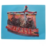 Placenta Tissue Anatomy Model Human Placenta Cross Section Structure Demonstration Model for Obstetrics Gynecology Teaching