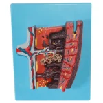 Placenta Tissue Anatomy Model Human Placenta Cross Section Structure Demonstration Model for Obstetrics Gynecology Teaching