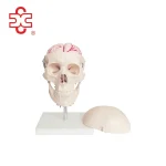 Plastic Human Skull with Cervical Spine Human Brain Models
