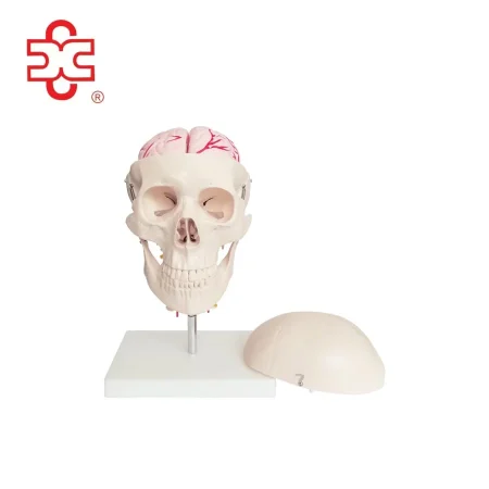 Plastic Human Skull with Cervical Spine Human Brain Models