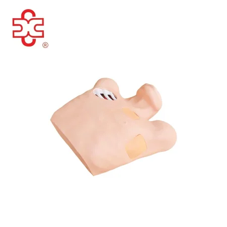 Pneumothorax / Pleural Drainage (Artificial Hydrothorax) Anatomical Model Simulator for Medical Science Model XC-465 (CN)