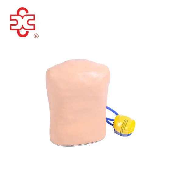 Pneumothorax Simulator Anatomical Model XC-465A for Medical Science